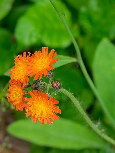 Wild, Jamie and Judy 아티스트의 Washington State-Central Cascades-Orange Hawkweed-Hieracium aurantiacum작품입니다.